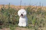 BICHON FRISE 226